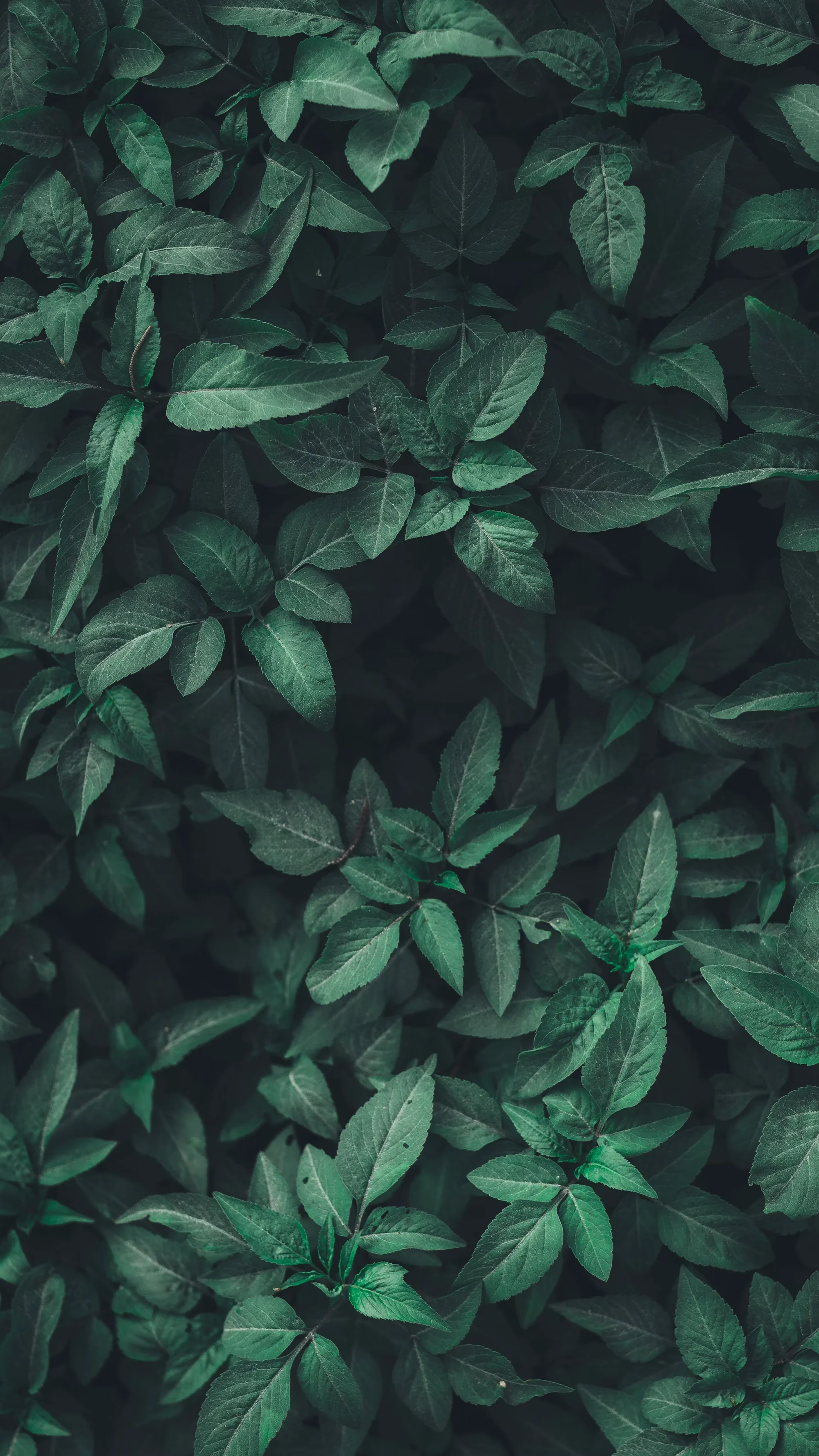 Sustainability Background